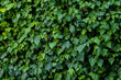 Green Plant wall, background and texture