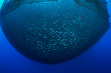 Sea fish farm. Cages for fish farming dorado and seabass.Underwater view.