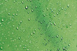 © Good Vibrations Images/Stocksy - Drops of Water on a Green Surface