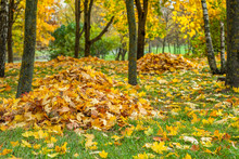 Autumn Fallen Yellow Maple Leaves Collected In A Pile Under A Tree