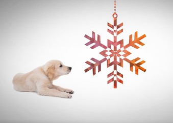 Wall Mural - Dog looking right with snowflake decoration