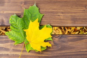 Wall Mural - Two yellow and green maple leaf on a wooden bench. Autumn Leaves on wooden Background. Colorful autumn fallen leaves texture. Outdoor.