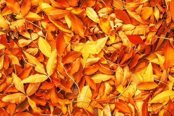 Canvas Print - Yellow, Red and Orange Autumn Leaves Background. Colorful autumn fallen leaves texture. Outdoor.