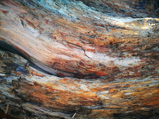 texture tree background wood colored