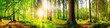 canvas print picture - Beautiful forest panorama with big trees and bright sun