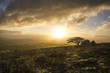 © stevie_uk - sunrise with beautiful cloudy sky over caradon hill on bodmin moor with lonely tree silhouette , cornwall, uk,