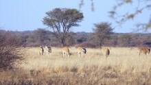 Family Of Eland Antelope Grazing In The African Bush With Scrub And Acacia In The Background