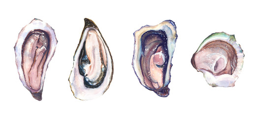 Set of four different oysters oyster