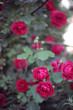 piękne różowe kwitnące róże