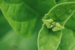 © Shikhar Bhattarai/Stocksy - Abstract green foliage background.