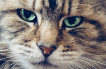 Macro Closeup Of A Cats Face