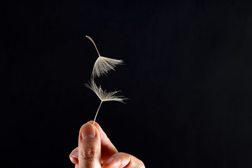 hand with two flying seeds of dandelion on dark background