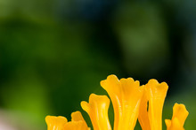 Close Up Orange Jelly Fungus