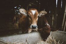Baby Calf Free Stock Photo - Public Domain Pictures