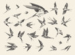 flock birds flying swallows drawn vector sketch