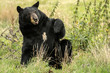 Bear North American Black