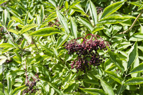 Zdjęcie XXL Czarne jagody z czarnymi liśćmi na krzaku z zielonymi liśćmi.