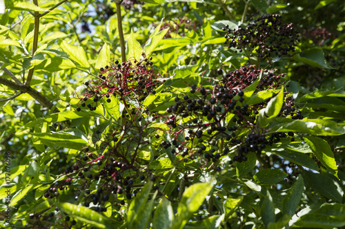 Plakat Czarne jagody z czarnymi liśćmi na krzaku z zielonymi liśćmi.