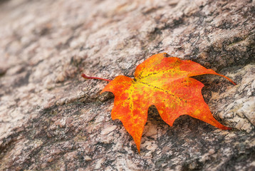 Wall Mural - fallen maple leaf on a rock in autumn