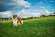 Beautiful Rough Collie At Sunny Day