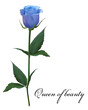 Realistic blue rose, Queen of beauty