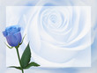 Realistic blue rose, background