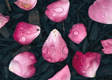 Raindrops On Rose Petals