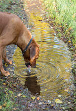 Hund Dricker Vatten Från En Vattenpöl
