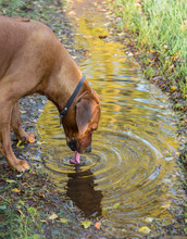 Hund Dricker Vatten Från En Vattenpöl