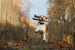 © androsov858 - Beagle dog playing with a stick in the autumn forest