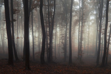 Fairytale Forest With Fog And Red Leaves