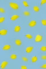 falling beech leaves graphic pattern pattern