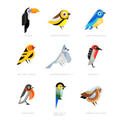 Wall Mural - collection of birds, lilac breasted roller, bullfinch, red bellied pitta, great tit, kingfisher, nor