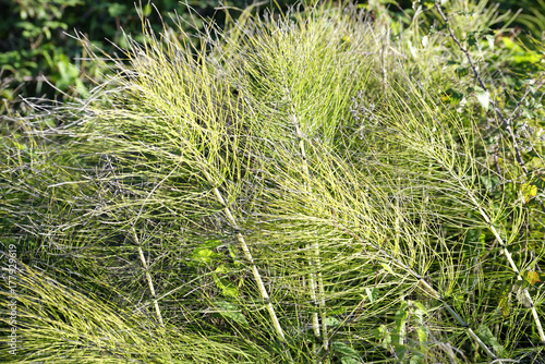 Plakat Equisetum arvense. Skrzyp polny. Equisetum. Trawa węża. Puzzlegrass