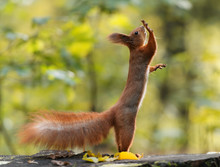 Funny Squirell Standing On Two Legs