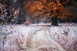 Grass covered with white frost in the early morning. The road running in the middle of the field and the oak tree with orange leaves. Transition from autumn to winter.Selective soft focus.
