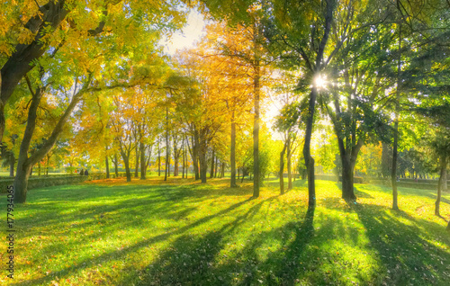 Plakat Piękny jesieni tło z światłem słonecznym i cienie w parku w sezonie jesiennym ,.