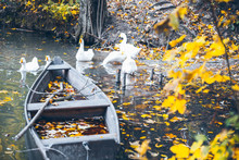 Swan Sweem In The Lake In Autumn Day