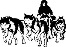 Musher And Sled Dogs