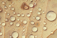 Macro Of Water Drops On Autumn Leaf