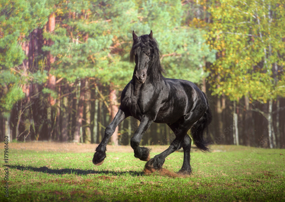 Big black Friesian horse runs in the forest background Stock Photo ...