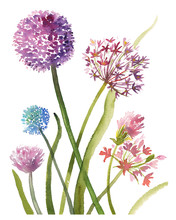 Hand Painted Sketch Composition Of Purple Allium Flowers, Watercolor Illustration Isolated On White Background. Watercolor Sketch Illustration Of Allium Flowers On White Background