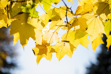 Wall Mural - Autumn foliage. Maple leaves. Autumn Background