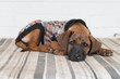 © Gillian Vann/Stocksy - puppy on mattress