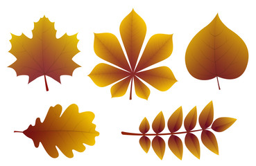 Wall Mural - collection of different types of leaves. vector.