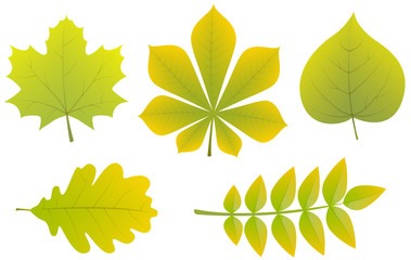 Wall Mural - collection of different types of leaves. vector.