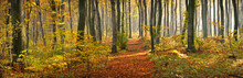 The Road In The Beautiful Autumn Forest