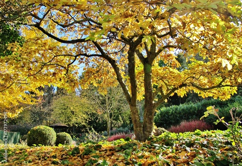 Herbst Im Japanischen Garten Wurzburg Buy This Stock Photo And