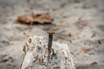 Rusty Nail in Driftwood