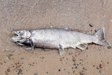 Dead Big Large Salmon Sturgeon Fish Lying On Lake Ontario Shore After Spawning